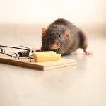 Tackling Rodent and Pest Infestations