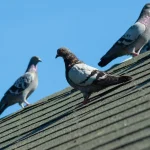 What can I spray on my balcony to keep pigeons away?