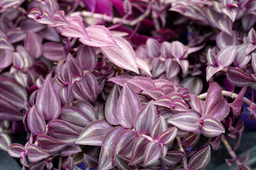 leaves hanging